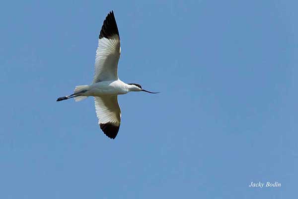L'avocette élégante survolant le marais l'avocette élégante pratiquant un vol de reconnaissance
